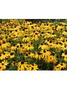 Pompás kúpvirág / RUDBECKIA fulgida 'Goldsturm