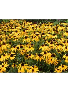 Pompás kúpvirág / RUDBECKIA fulgida 'Goldsturm