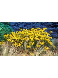 Pompás kúpvirág / RUDBECKIA fulgida 'Goldsturm