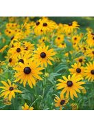 Pompás kúpvirág / RUDBECKIA fulgida 'Goldsturm