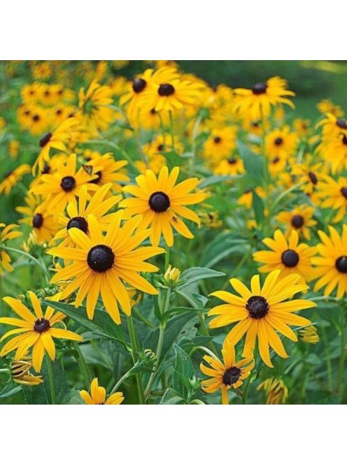 Pompás kúpvirág / RUDBECKIA fulgida 'Goldsturm