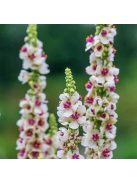 Ökörfarkkóró / VERBASCUM chaixxi 'album