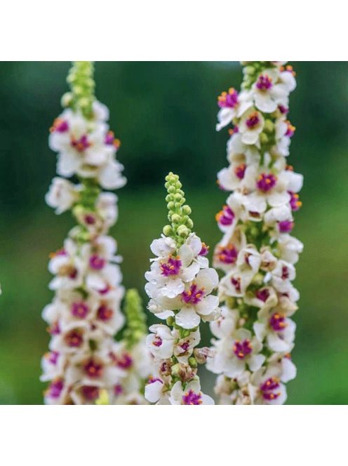 Ökörfarkkóró / VERBASCUM chaixxi 'album