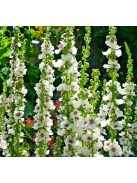 Ökörfarkkóró / VERBASCUM chaixxi 'album