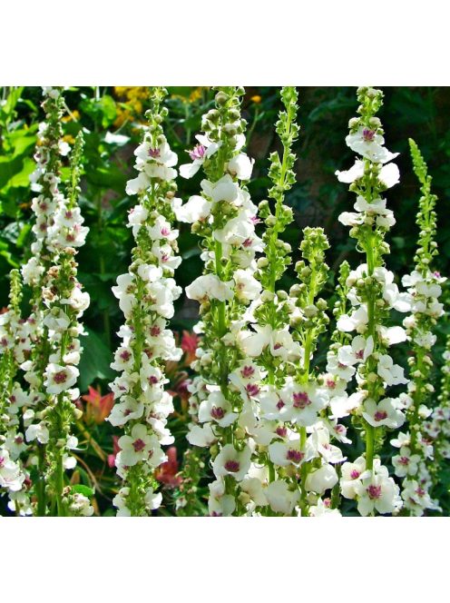 Ökörfarkkóró / VERBASCUM chaixxi 'album