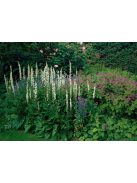 Ökörfarkkóró / VERBASCUM chaixxi 'album