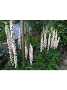 Ökörfarkkóró / VERBASCUM chaixxi 'album