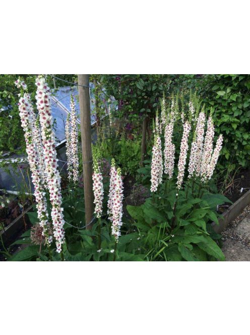 Ökörfarkkóró / VERBASCUM chaixxi 'album