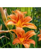 Vöröslő sásliliom / HEMEROCALLIS fulva