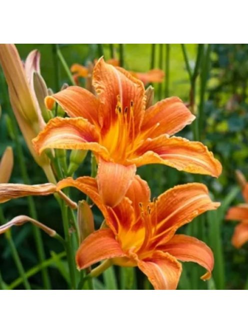 Vöröslő sásliliom / HEMEROCALLIS fulva