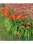 Vöröslő sásliliom / HEMEROCALLIS fulva