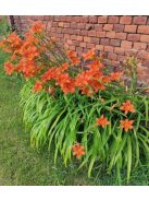 Vöröslő sásliliom / HEMEROCALLIS fulva
