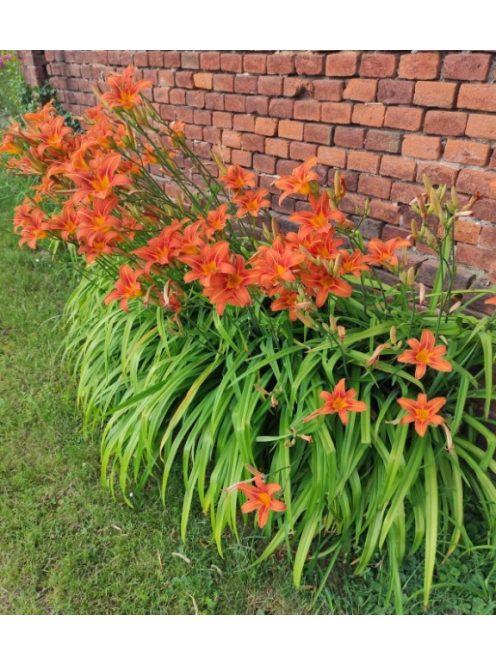 Vöröslő sásliliom / HEMEROCALLIS fulva