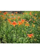 Vöröslő sásliliom / HEMEROCALLIS fulva