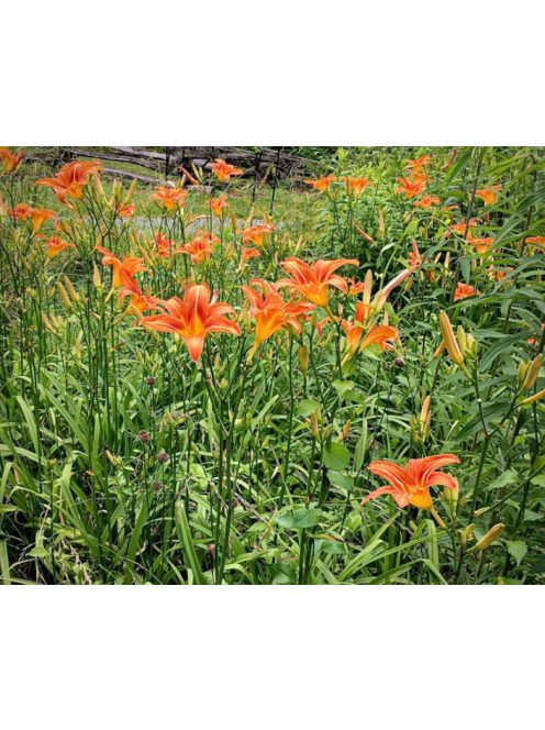 Vöröslő sásliliom / HEMEROCALLIS fulva