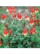 Kanadai vörös harangláb / AQUILEGIA canadensis
