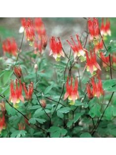 Kanadai vörös harangláb / AQUILEGIA canadensis