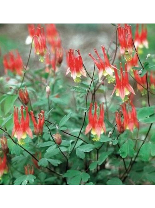 Kanadai vörös harangláb / AQUILEGIA canadensis