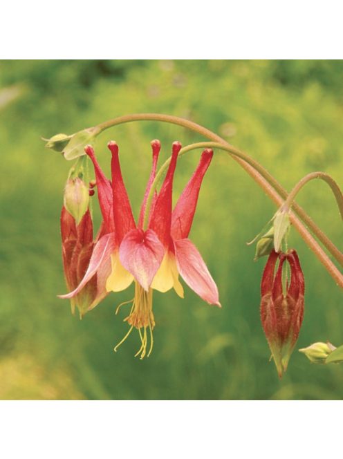 Kanadai vörös harangláb / AQUILEGIA canadensis