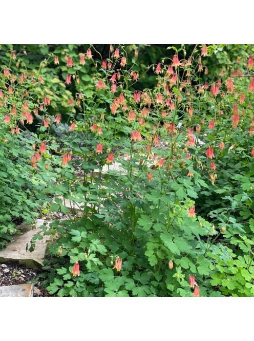 Kanadai vörös harangláb / AQUILEGIA canadensis
