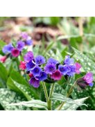 Pettyegetett tüdőfű / PULMONARIA officinalis