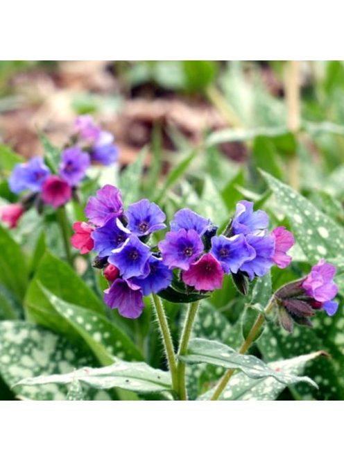 Pettyegetett tüdőfű / PULMONARIA officinalis