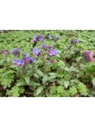Pettyegetett tüdőfű / PULMONARIA officinalis
