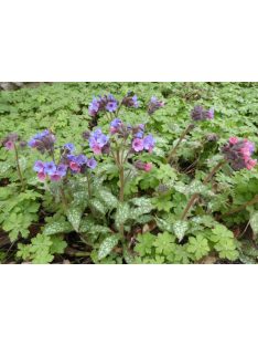 Pettyegetett tüdőfű / PULMONARIA officinalis