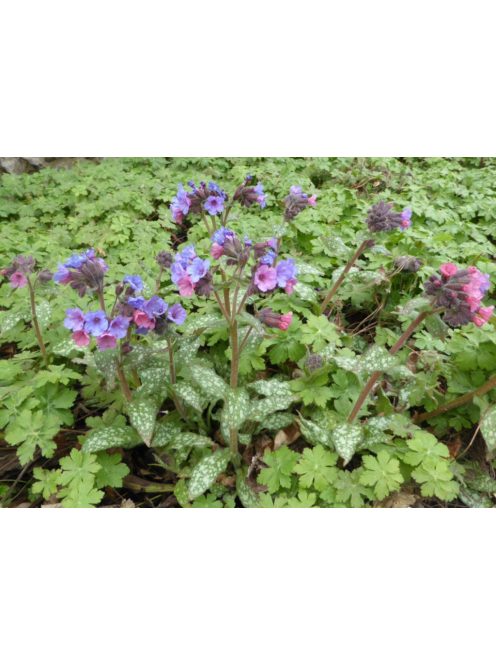Pettyegetett tüdőfű / PULMONARIA officinalis