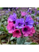 Pettyegetett tüdőfű / PULMONARIA officinalis