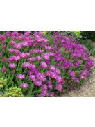 Bíborvörös délvirág / DELOSPERMA cooperi