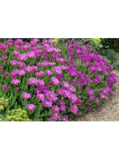 Bíborvörös délvirág / DELOSPERMA cooperi