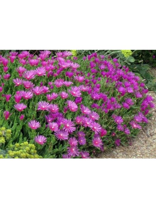 Bíborvörös délvirág / DELOSPERMA cooperi