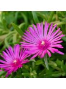 Bíborvörös délvirág / DELOSPERMA cooperi