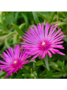 Bíborvörös délvirág / DELOSPERMA cooperi