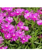 Bíborvörös délvirág / DELOSPERMA cooperi