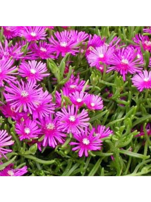 Bíborvörös délvirág / DELOSPERMA cooperi