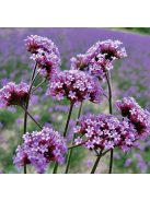 Ernyős verbéna / VERBENA bonariensis