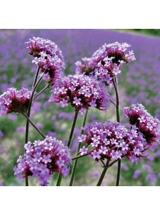 Ernyős verbéna / VERBENA bonariensis