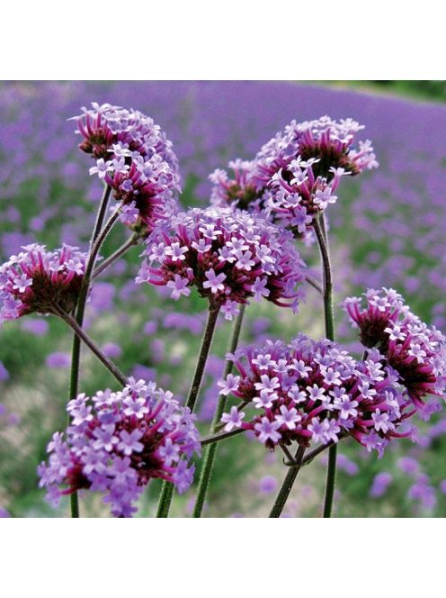 Ernyős verbéna / VERBENA bonariensis