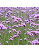 Ernyős verbéna / VERBENA bonariensis