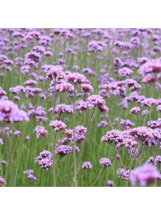 Ernyős verbéna / VERBENA bonariensis