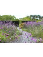 Ernyős verbéna / VERBENA bonariensis