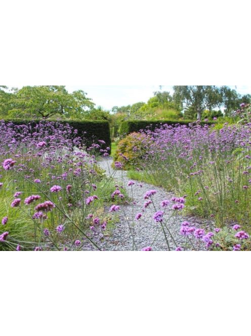 Ernyős verbéna / VERBENA bonariensis