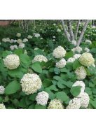 Cserjés hortenzia / HYDRANGEA arborescens