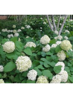 Cserjés hortenzia / HYDRANGEA arborescens