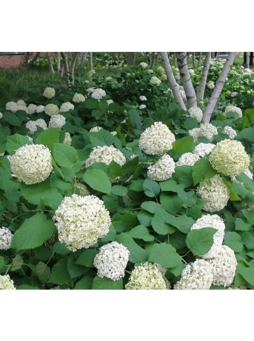 Cserjés hortenzia / HYDRANGEA arborescens