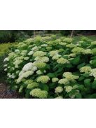 Cserjés hortenzia / HYDRANGEA arborescens