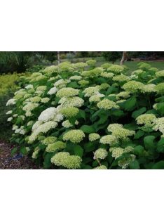 Cserjés hortenzia / HYDRANGEA arborescens