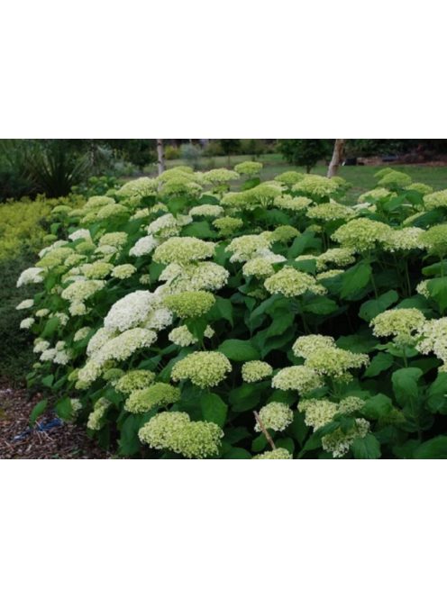 Cserjés hortenzia / HYDRANGEA arborescens